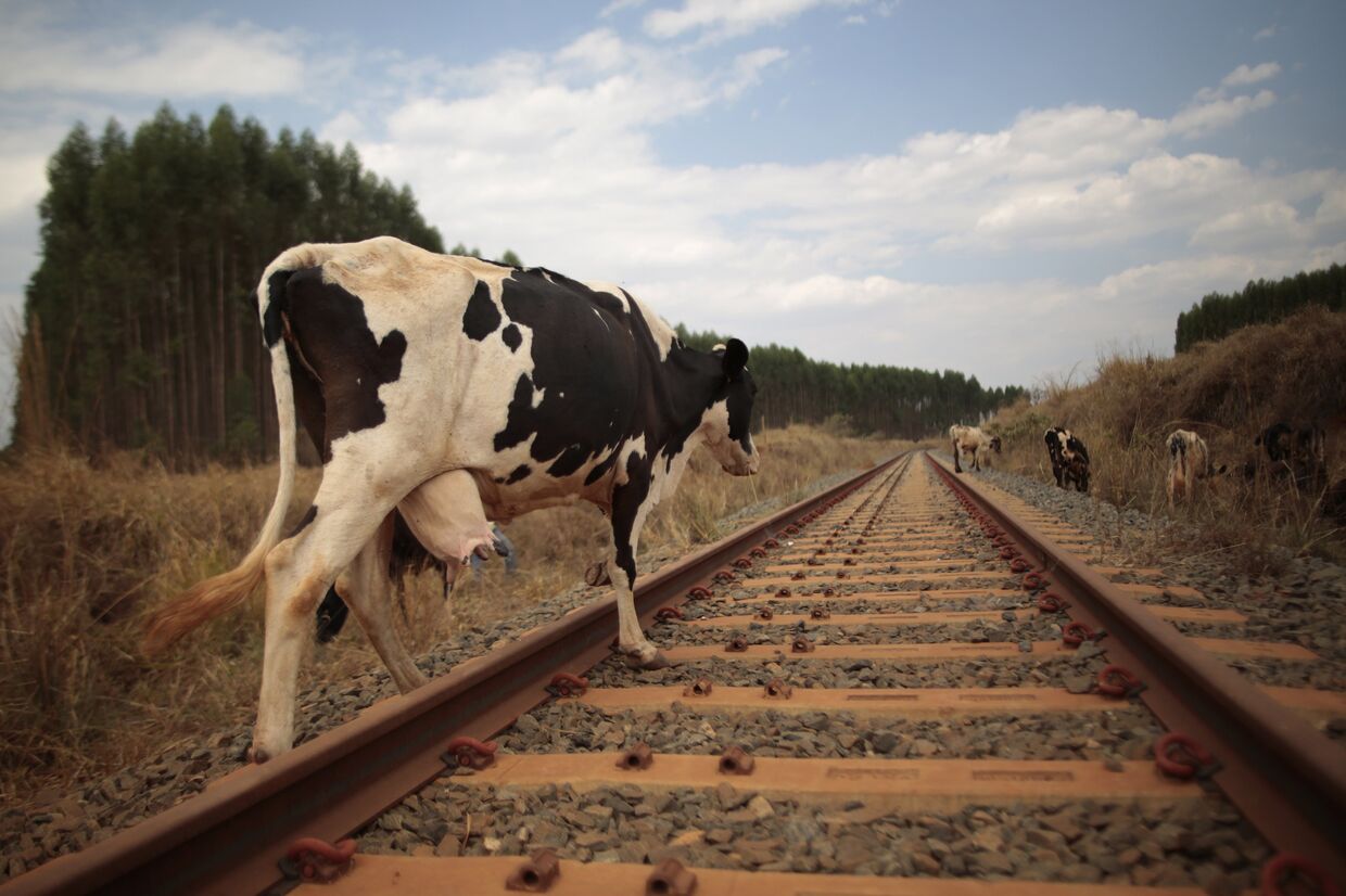 Коровы идут по рельсам недостроенной железной дороги в городе Анаполис, Бразилия