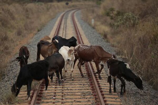 Телята гуляют по рельсам недостроенной железной дороги в городе Анаполис, Бразилия