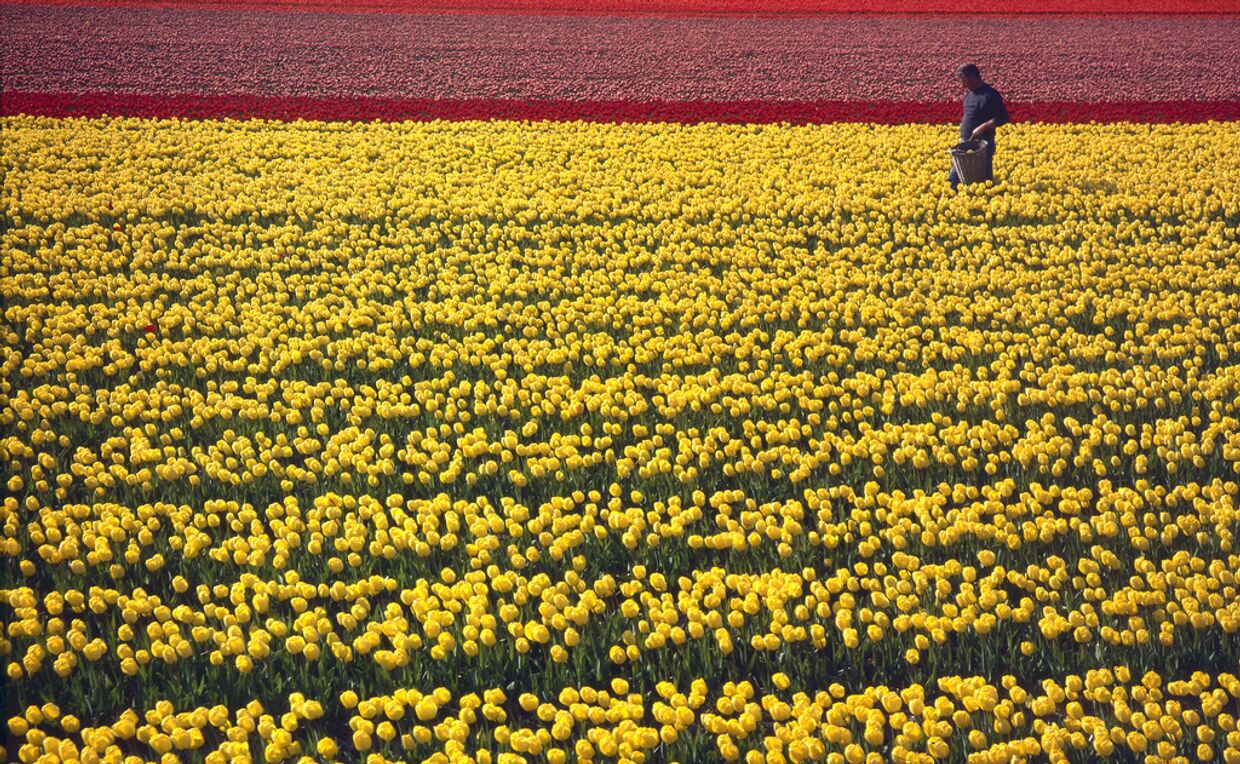Тюльпановое поле в Нидерландах