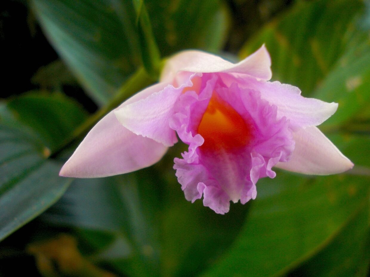 Орхидея Sobralia imavierae