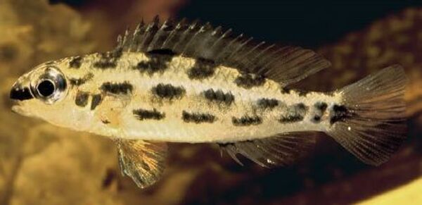 Пятнистая рыба (Dicrossus Warzeli)