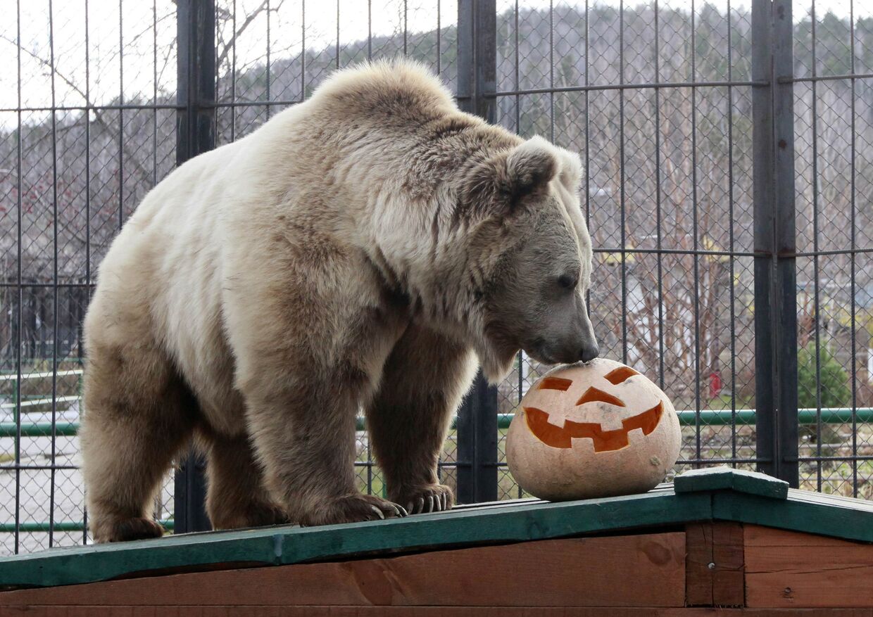 Медведь Памир празднует Хеллоуин в зоопарке на окраине Красноярска