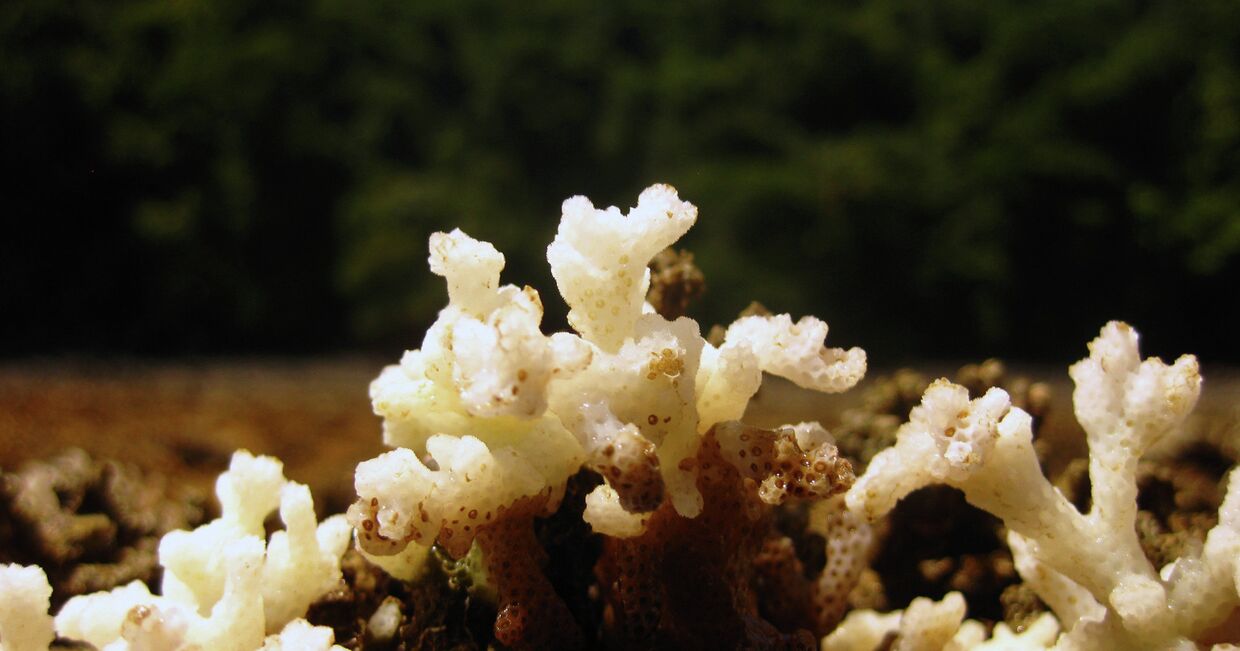 Этот куст коралла умирает из-за потепления воды в Тихом океане, которое несет с собой Эль-Ниньо