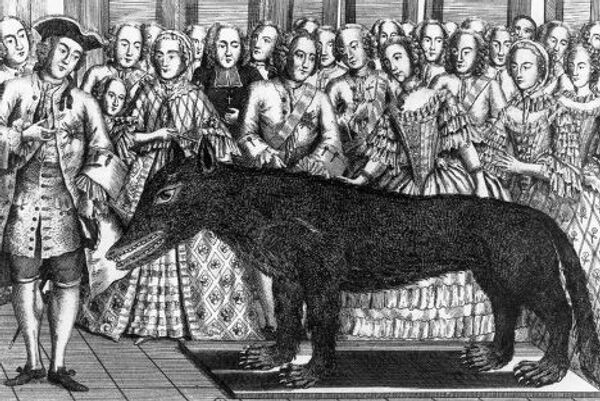 Чучело волка из Шазэ, выставленное при дворе Людовика XV