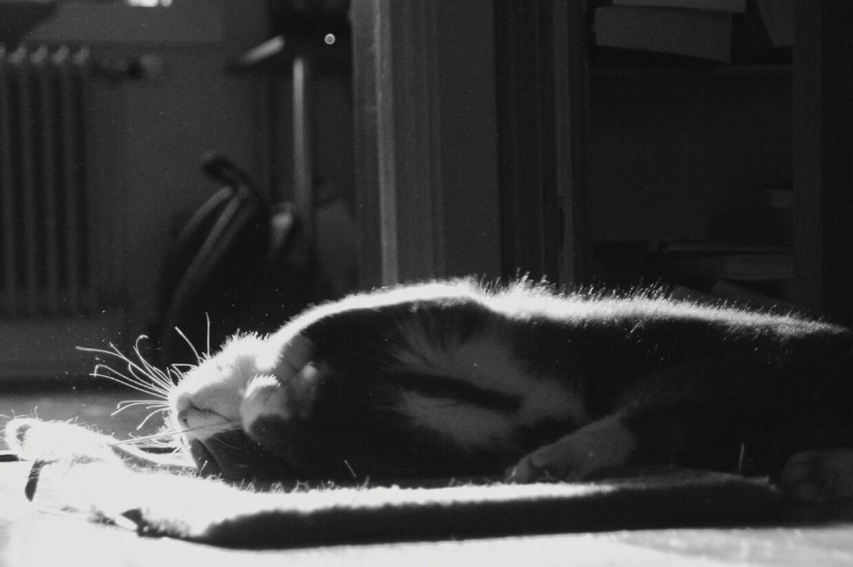 Кошка в луче солнца