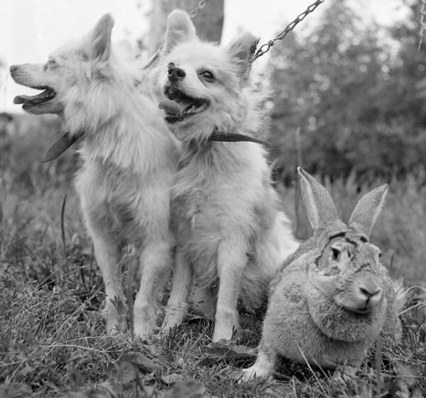 Собаки Отважная, Малек и кролик Звездочка