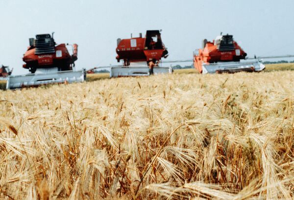 Жатва пшеницы