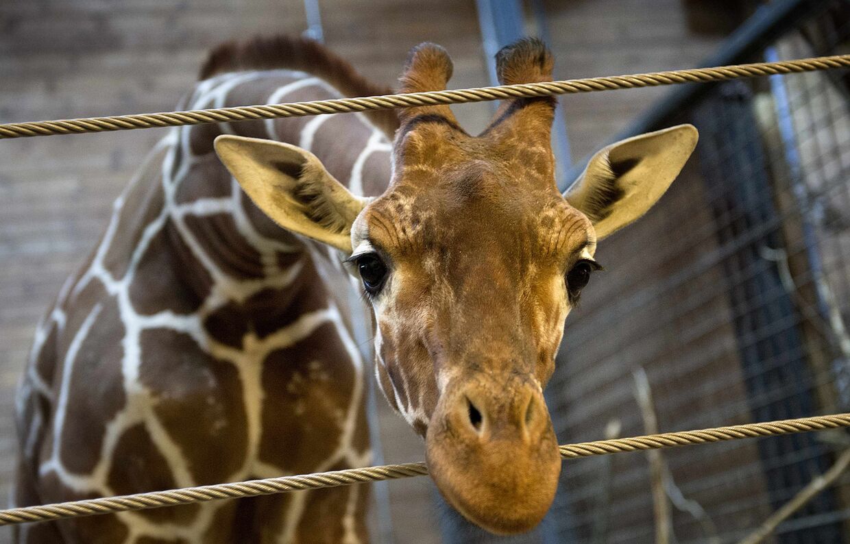 Жираф Мариус в Копенгагенском зоопарке 