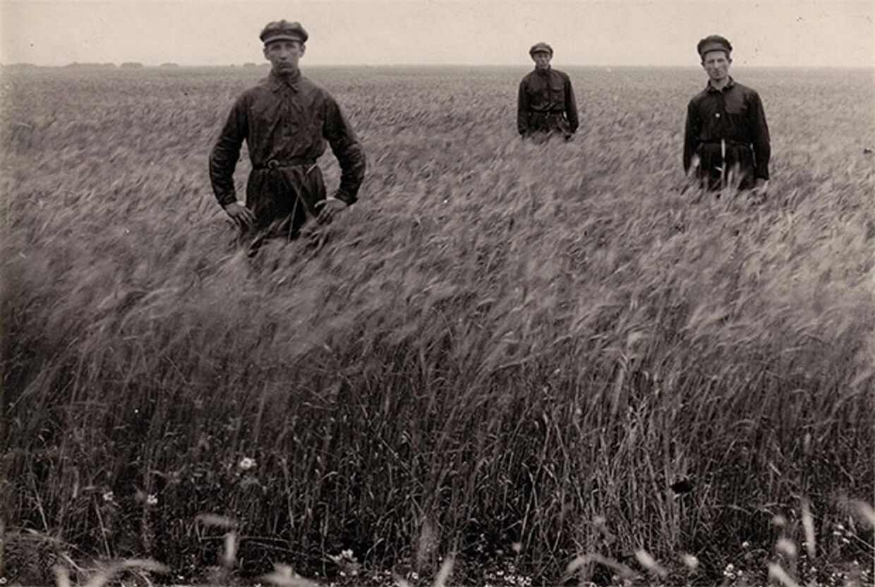 Три молодых человека в пшеничном поле в фермерском поселении в Джанкое, около 1920х