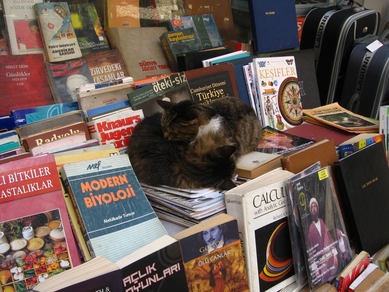 Кошки на прилавке с книгами в Стамбуле