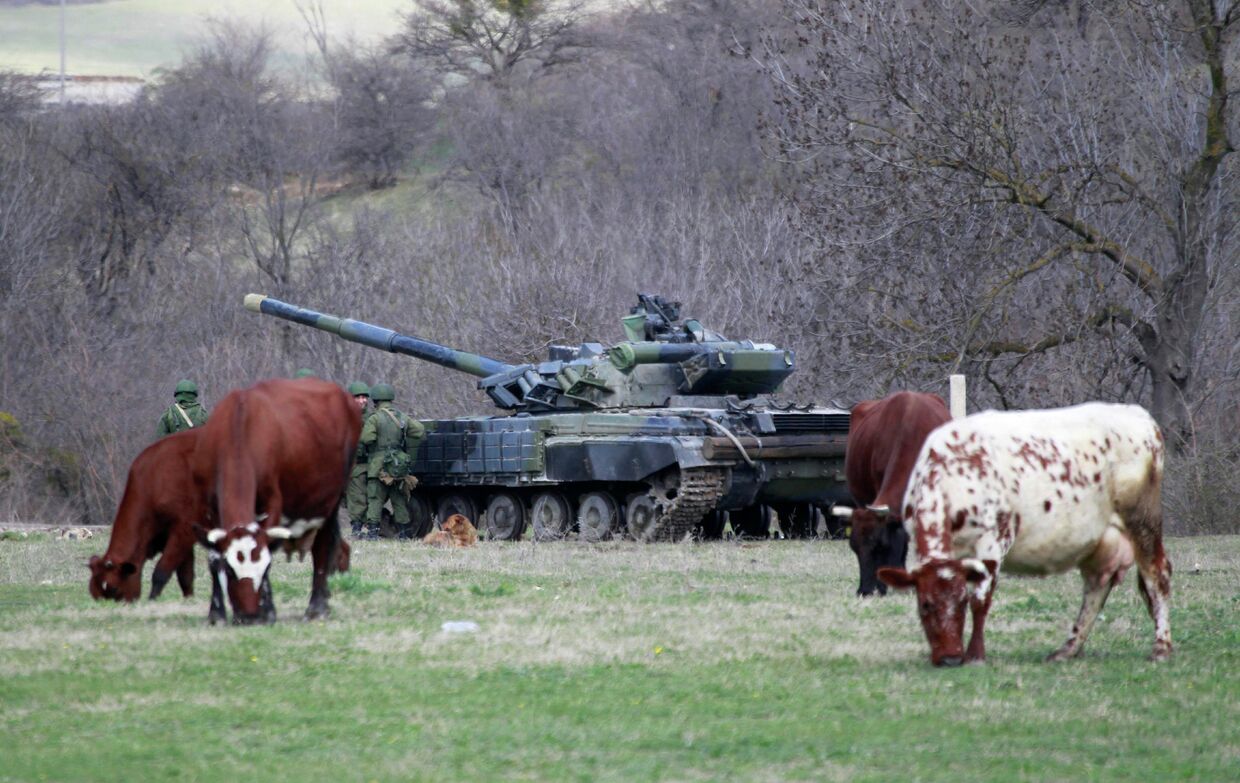 Коровы пасутся неподалеку от танка
