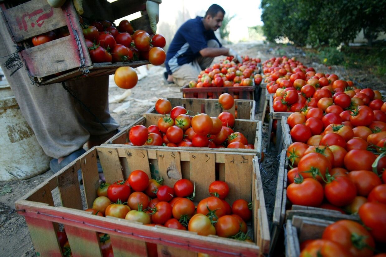 Сельское хозяйство в секторе Газа