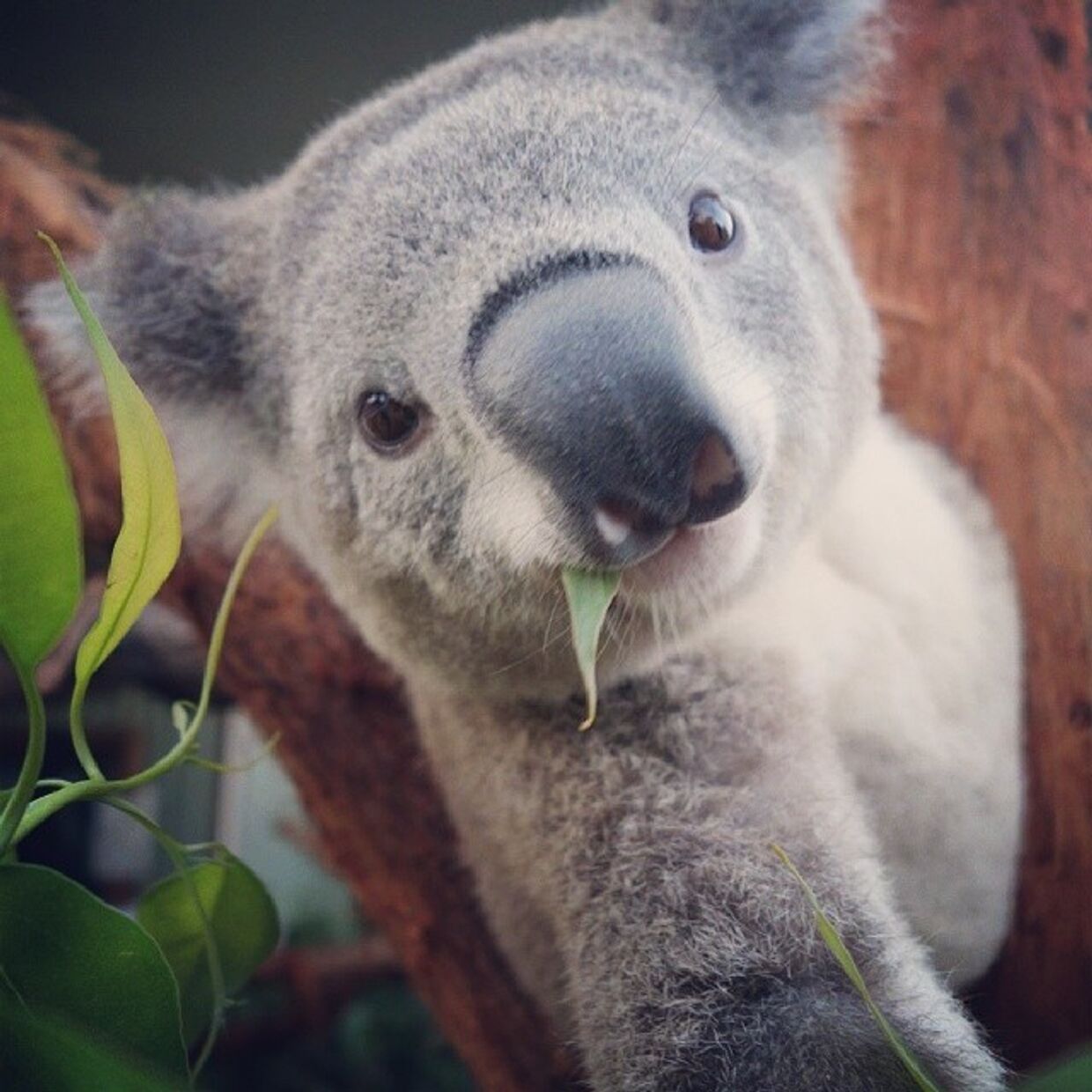 Коала в Сиднейском зоопарке делает селфи