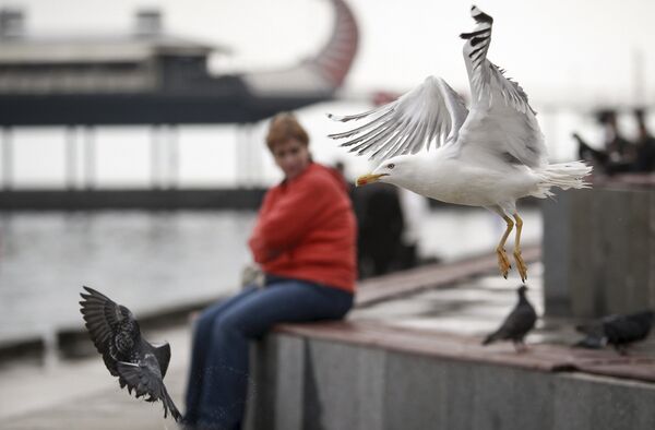 Полет чайки и голубя над набережной Ялты