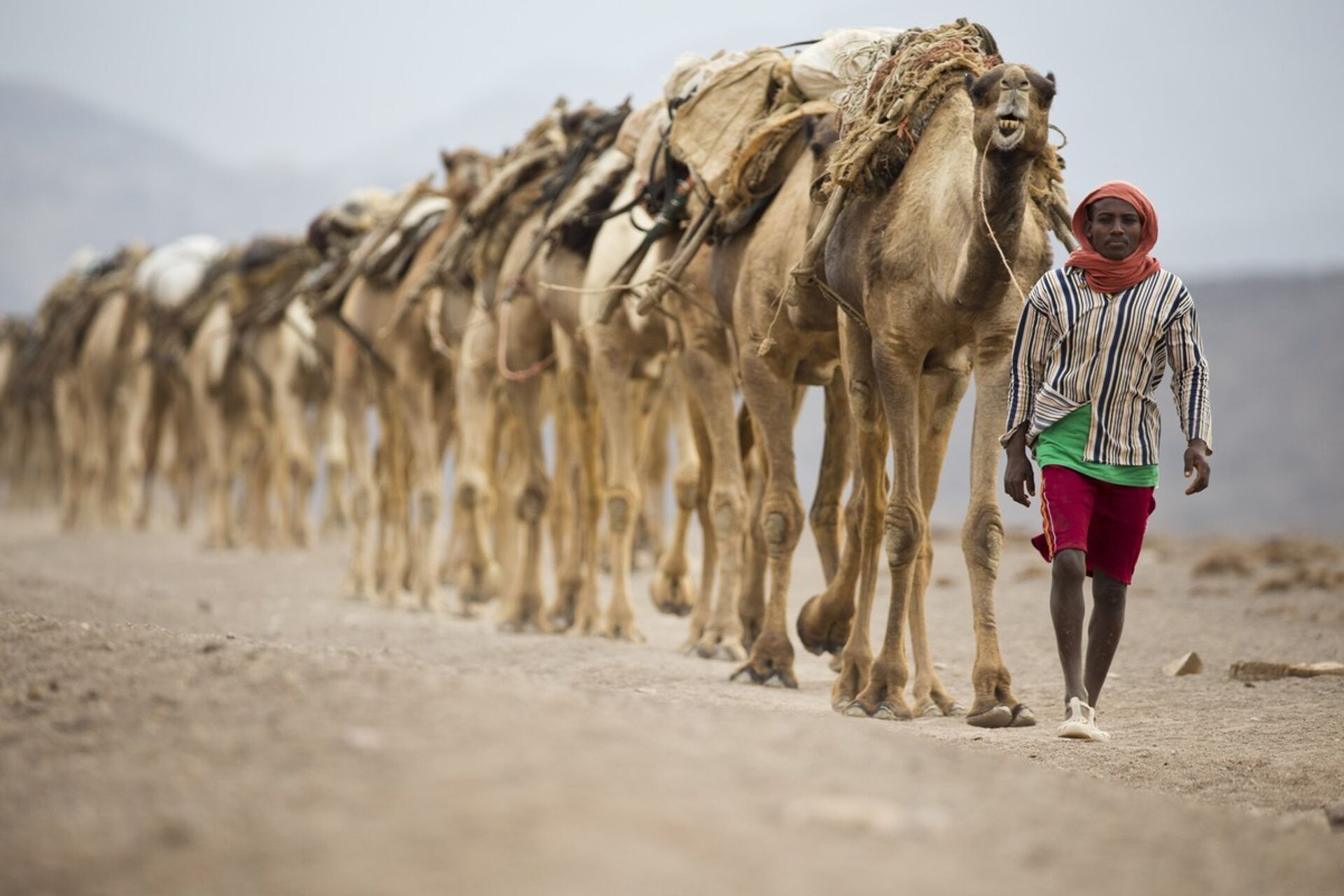 Караван идет через пустыню Данакиль в Эфиопии - ИноСМИ, 1920, 25.07.2021