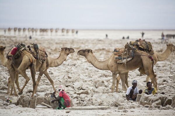 Добыча соли в пустыне Данакиль в Эфиопии
