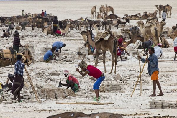 Добыча соли в пустыне Данакиль в Эфиопии