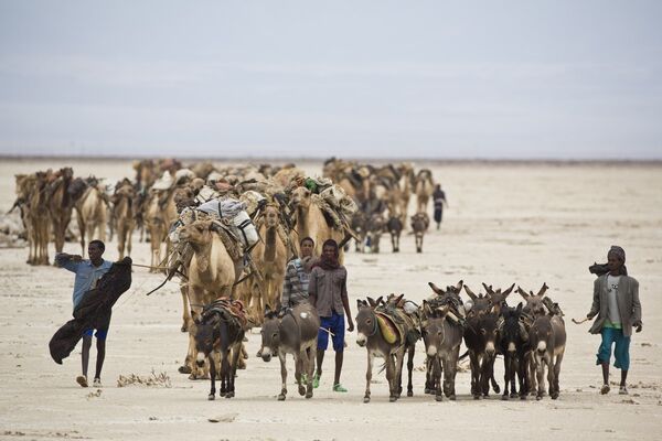 Караван идет через пустыню Данакиль в Эфиопии