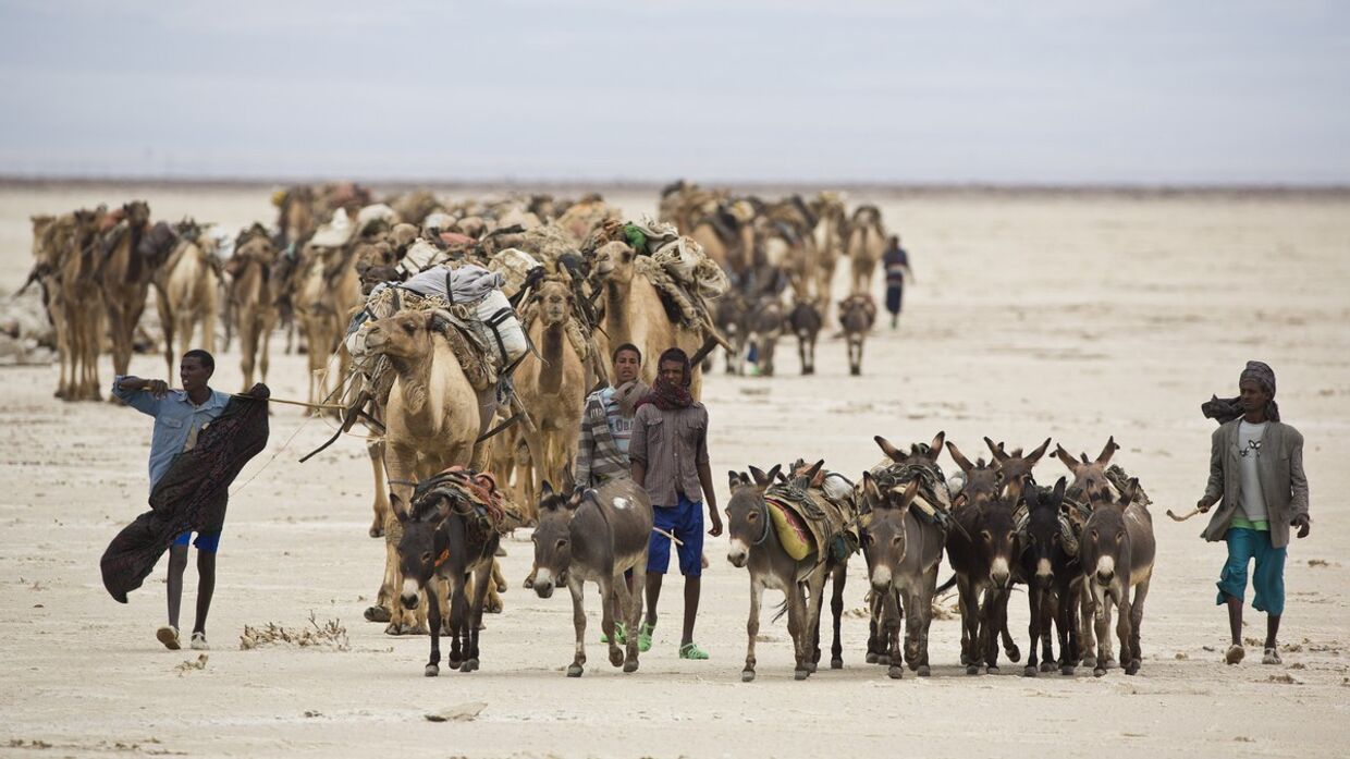Караван идет через пустыню Данакиль в Эфиопии