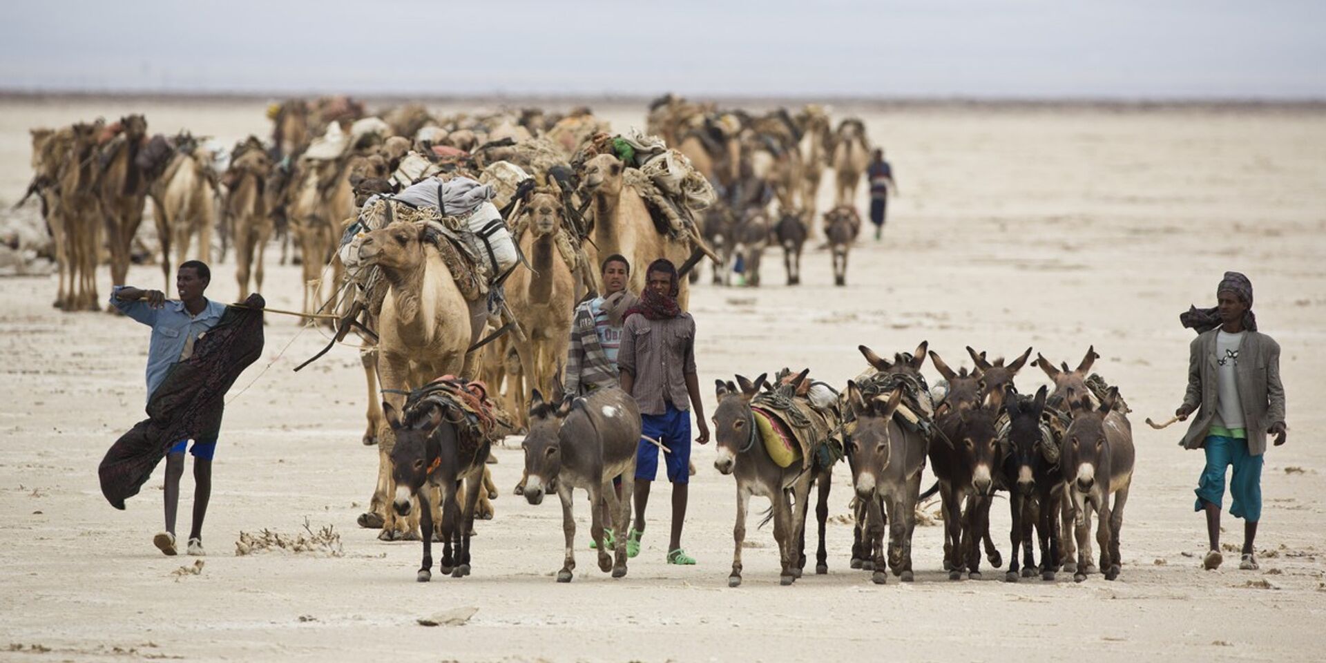 Караван идет через пустыню Данакиль в Эфиопии - ИноСМИ, 1920, 04.08.2023