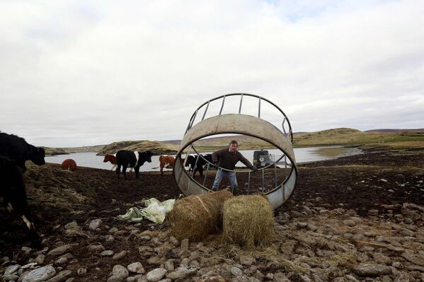 Житель Шетландских островов разгружает тюки силоса для корма скота 