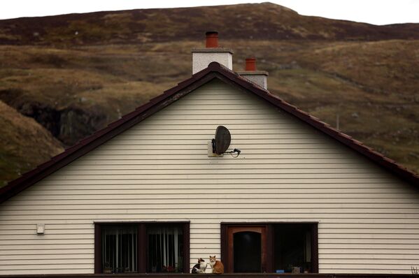 Кошки сидят на заборе, Шетландские острова
