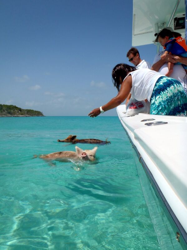 Поросята плавают в море у побережья Багамских островов