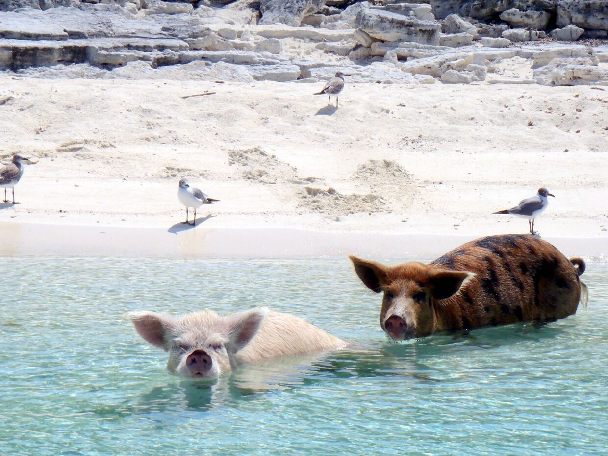 Свиньи заходят в море у побережья Багамских островов