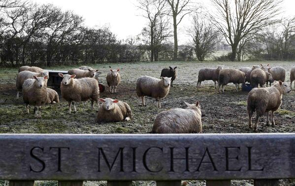 Овцы на пастбище в дважды благословенной деревне Сент-Майкл-Саус-Элмхам