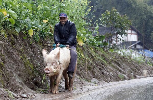 Свинопас из Чунцина передвигается верхом на свинье