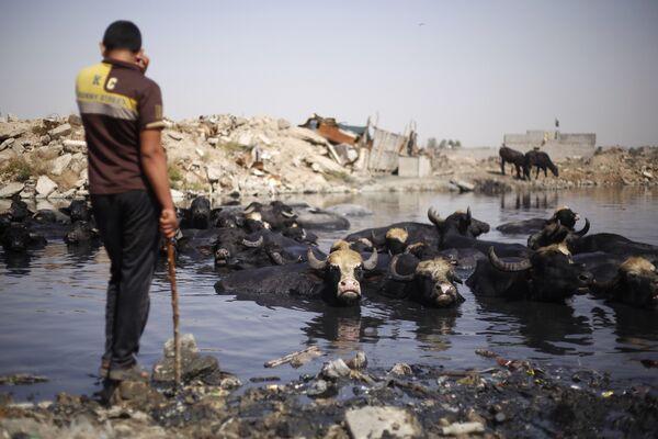 Буйволы купаются в канализации в восточном Багдаде