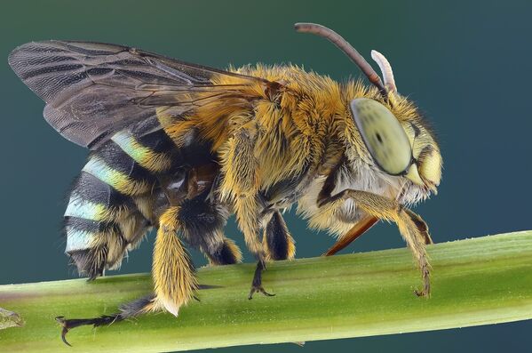 Макрофотография пчелы  