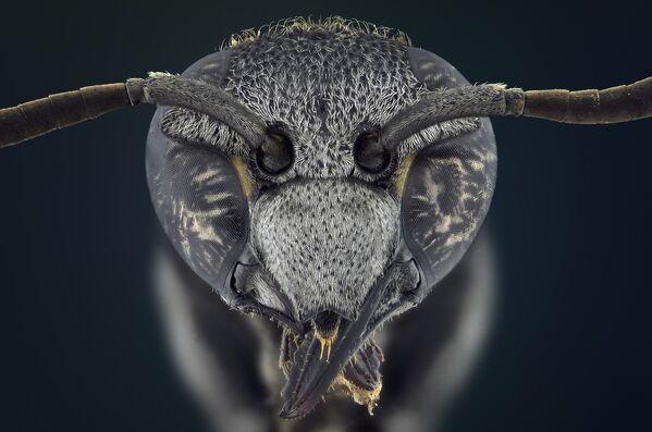 Макрофотография насекомого