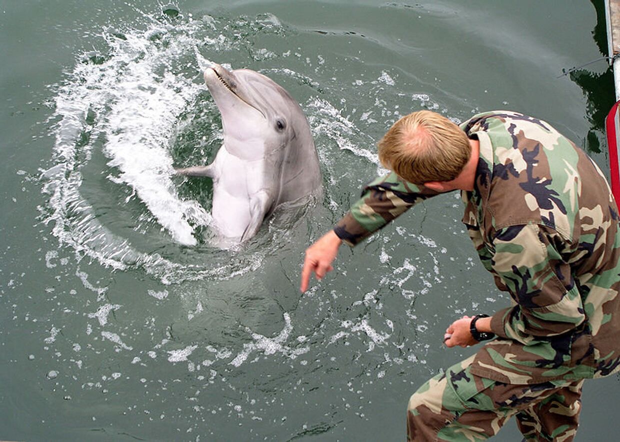 Тренировка боевого дельфина