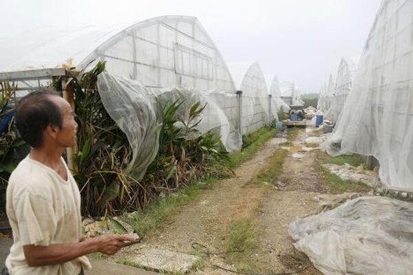 Местный житель проверяет парники, где растет манго, во время сильного ветра на острове Миякоджима