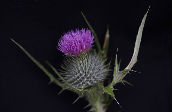 Чертополох (Onopordum acanthium) – эмблема Шотландии