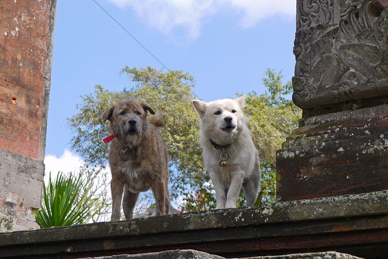 Собаки на Бали