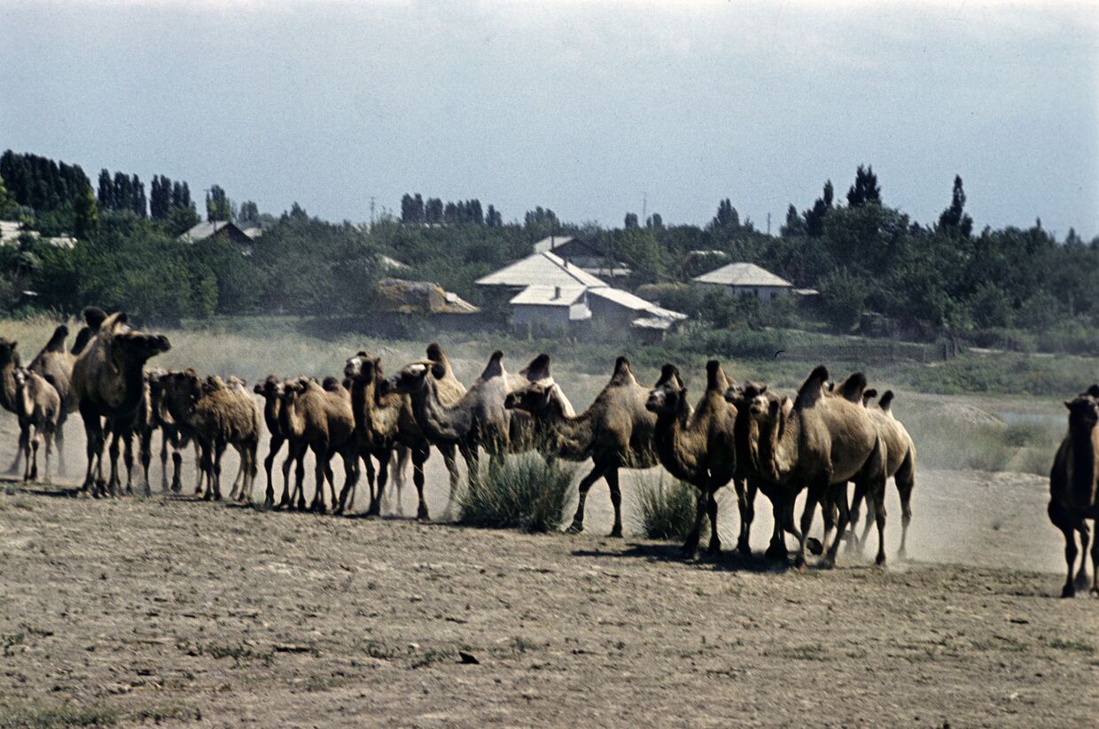 Стадо верблюдов на пастбище
