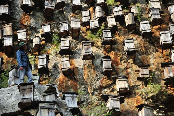 Пчеловод в природном заповеднике «Шэньнунцзя» в провинции Хубэй, Китай