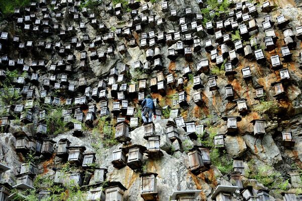 Пасека в природном заповеднике «Шэньнунцзя» в провинции Хубэй, Китай