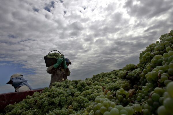 Виноградники в аргентинской провинции Мендоса