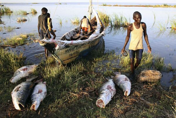 Рыбаки туркана с пойманными нильскими окунями