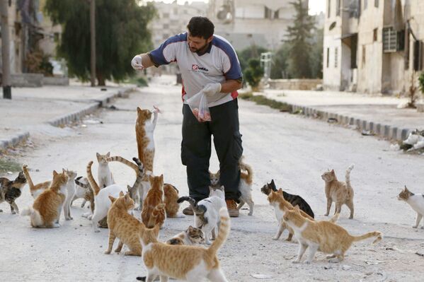Водитель скорой помощи Ала кормит бездомных кошек в Алеппо