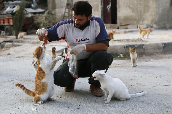 Водитель скорой помощи Ала кормит бездомных кошек в Алеппо