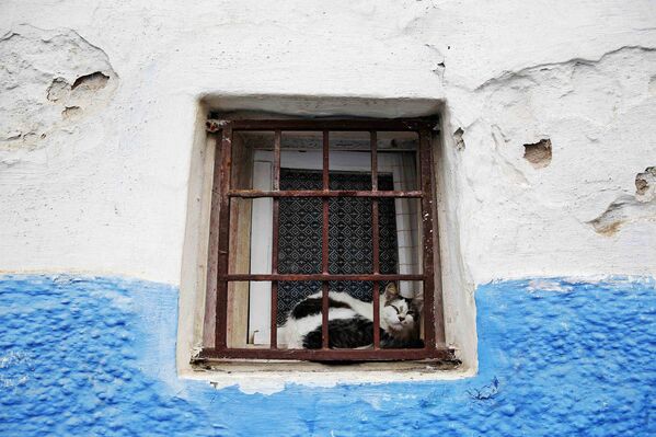 Кошка на подоконнике одного из домов в районе Касба Удайя