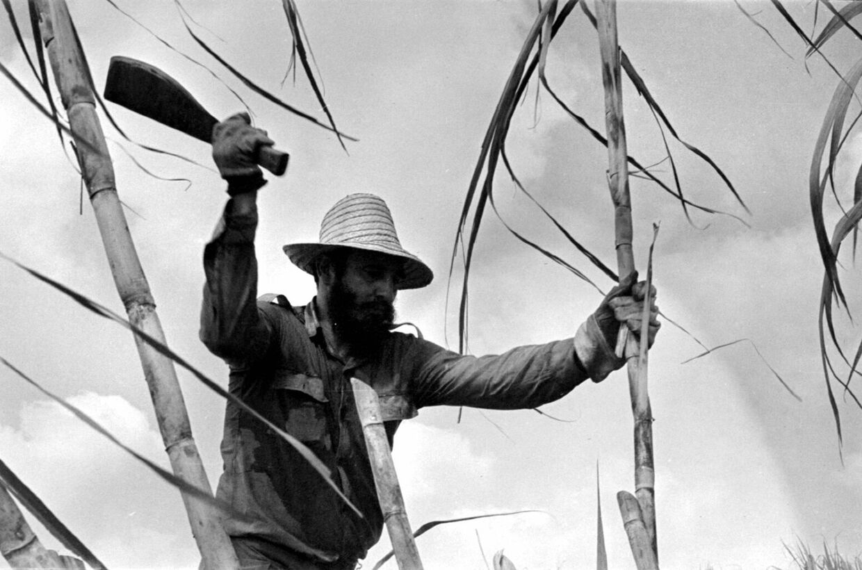 Фидель Кастро рубит сахарный тростник