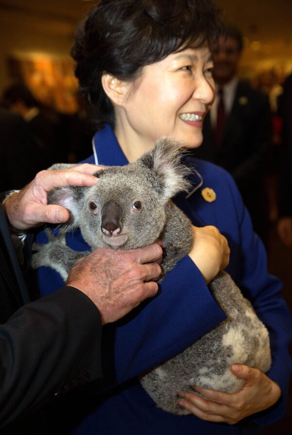 Коала на руках у президента Республики Корея Пак Кын Хе на саммите G20 в Австралии