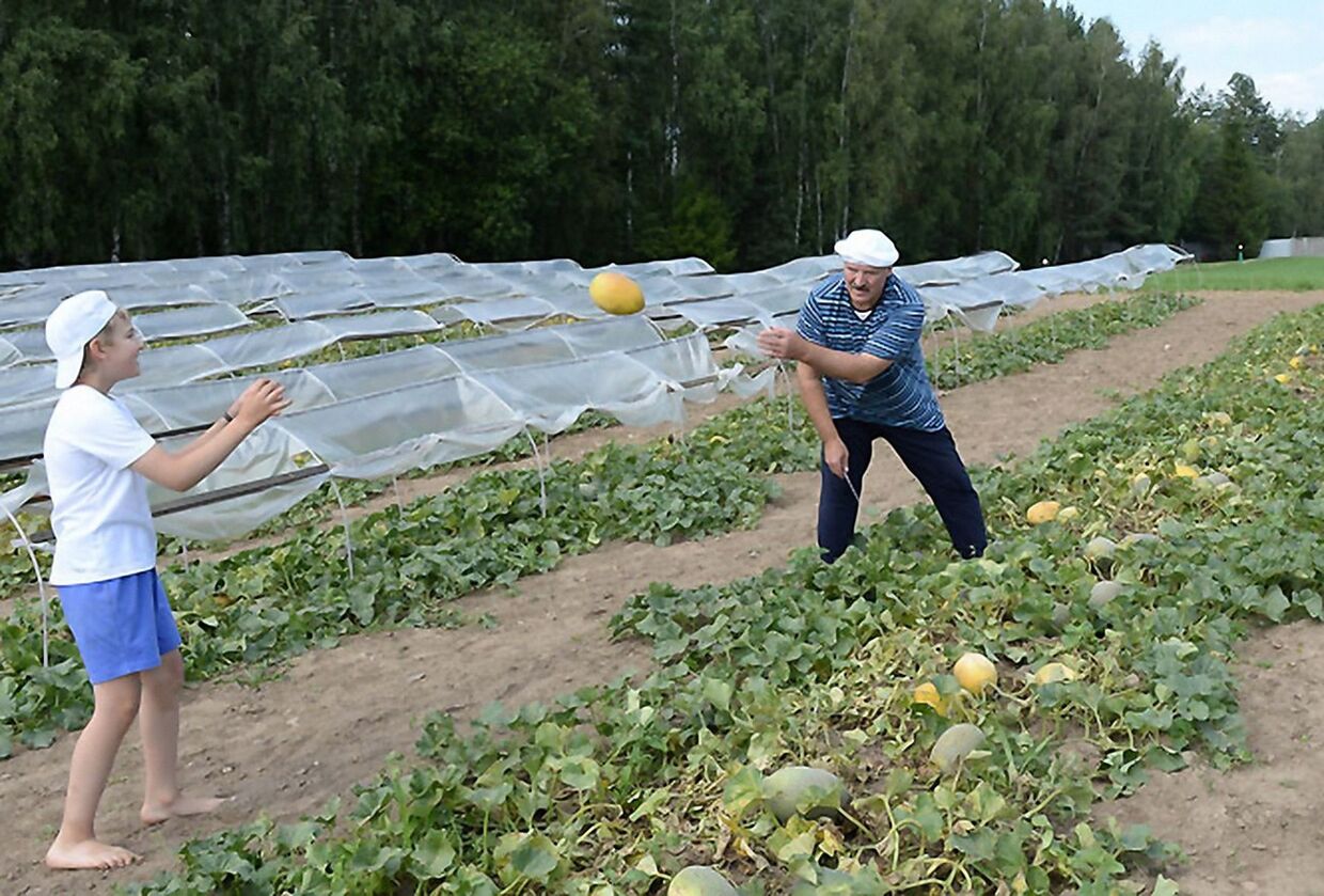 Александр Лукашенко с сыном собирают урожай