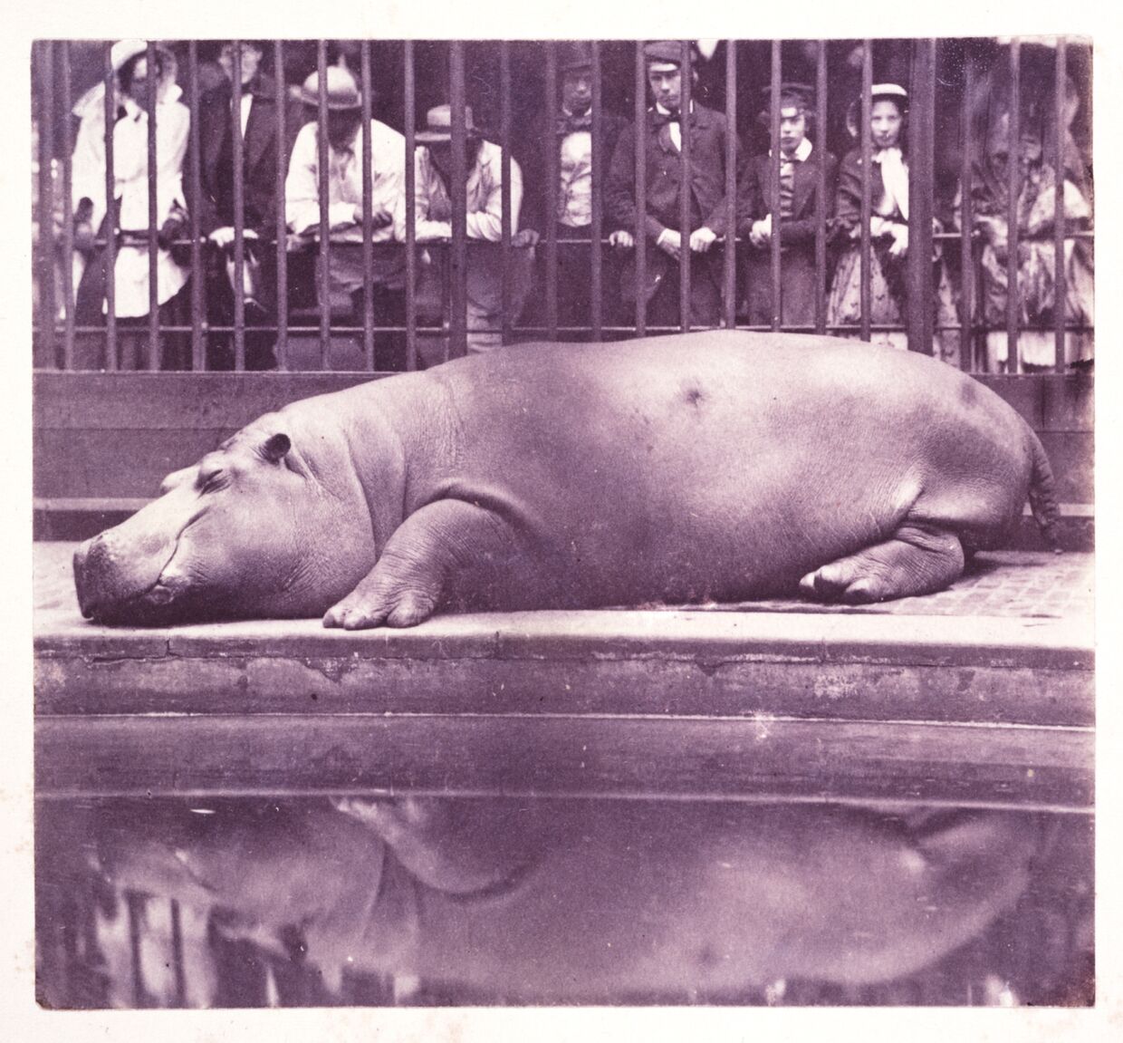 Хуан Карлос Мария Исидро «Гиппопотам в Зоологических садах», 1852