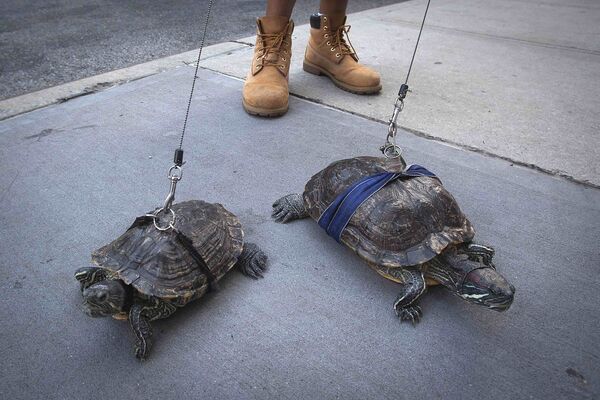 Житель Нью-Йорка выгуливает своих питомцев-черепах